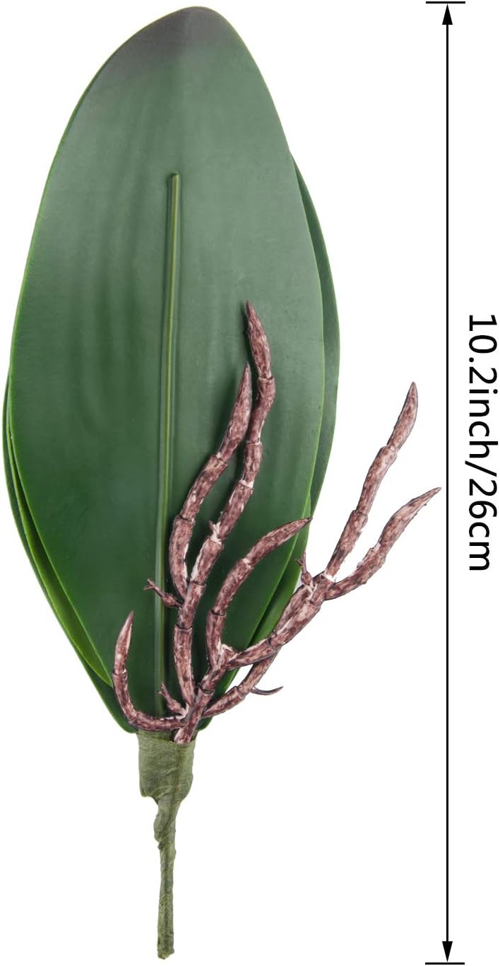Phalaenopsis Orchid Leaves Real Latex